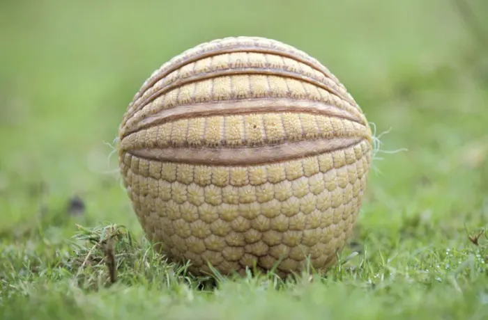 Framed Print : Three banded armadillo {Tolypeutes tricinctus} in defensive ball. Captive, UK Framed Print : Three banded armadillo {Tolypeutes tricinctus} in defensive ball. Captive, UK