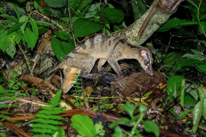 Framed Print : Banded civet (Hemigalus derbyanus) juvenile male, foraging in leaf litter at night in lowland rainforest, Danum Valley, Sabah, Borneo Framed Print : Banded civet (Hemigalus derbyanus) juvenile male, foraging in leaf litter at night in lowland rainforest, Danum Valley, Sabah, Borneo