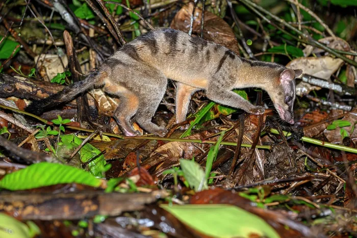 Framed Print : Banded civet (Hemigalus derbyanus) juvenile male, foraging in leaf litter at night in lowland rainforest, Danum Valley, Sabah, Borneo Framed Print : Banded civet (Hemigalus derbyanus) juvenile male, foraging in leaf litter at night in lowland rainforest, Danum Valley, Sabah, Borneo