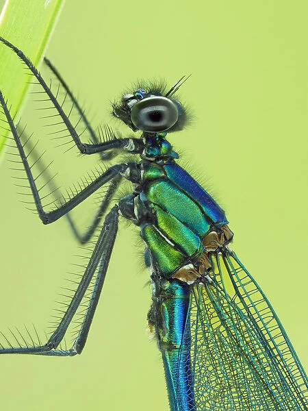 Banded demoiselle (Calopteryx splendens) male close up detail of head and thorax