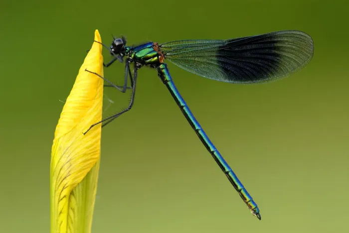 Framed Print : Banded demoiselle {Calopteryx splendens}, Tamar lakes, Cornwall. UK Framed Print : Banded demoiselle {Calopteryx splendens}, Tamar lakes, Cornwall. UK