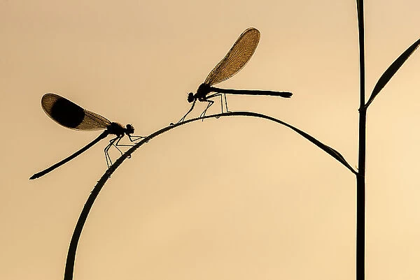 Banded demoiselle (Calopteryx splendens), male and female silhouetted on reed, Lower Tamar Lakes, Cornwall, UK. June