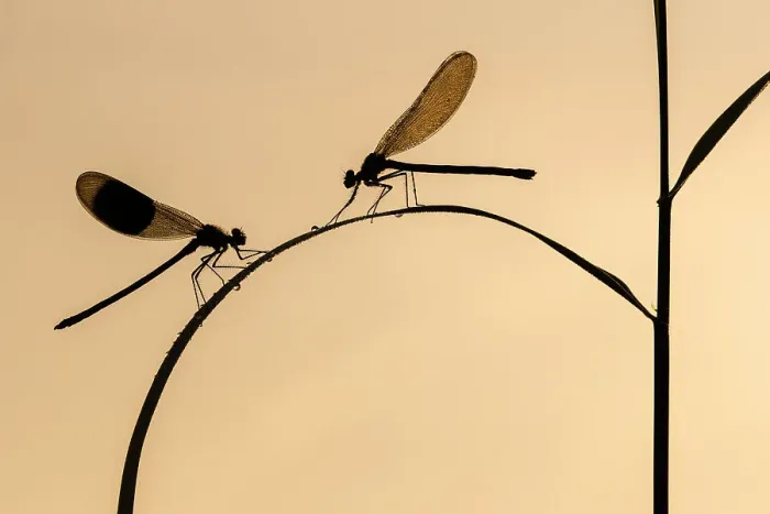 Framed Print : Banded demoiselle (Calopteryx splendens), male and female silhouetted on reed, Lower Tamar Lakes, Cornwall, UK. June Framed Print : Banded demoiselle (Calopteryx splendens), male and female silhouetted on reed, Lower Tamar Lakes, Cornwall, UK. June