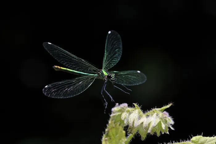 Framed Print : Banded demoiselle (Calopteryx splendens) female, landing on flower, Norwich, Norfolk, England, UK. July Framed Print : Banded demoiselle (Calopteryx splendens) female, landing on flower, Norwich, Norfolk, England, UK. July