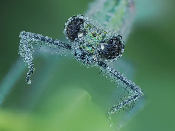 Framed Print : Banded demoiselle (Calopteryx splendens) female covered in dew at dawn, head portrait, Hertfordshire, England, UK. June. Focus stacked Framed Print : Banded demoiselle (Calopteryx splendens) female covered in dew at dawn, head portrait, Hertfordshire, England, UK. June. Focus stacked