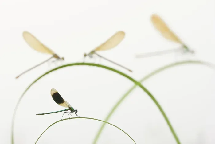 Framed Print : Banded demoiselle (Calopteryx splendens) group of four on plant stems, River Leijgraaf, Nijmegen, the Netherlands, August 2013. Finalist in the Invertebrate category of the Wildlife Photographer of the Year Awards (WPOY) Competition 2015 Framed Print : Banded demoiselle (Calopteryx splendens) group of four on plant stems, River Leijgraaf, Nijmegen, the Netherlands, August 2013. Finalist in the Invertebrate category of the Wildlife Photographer of the Year Awards (WPOY) Competition 2015