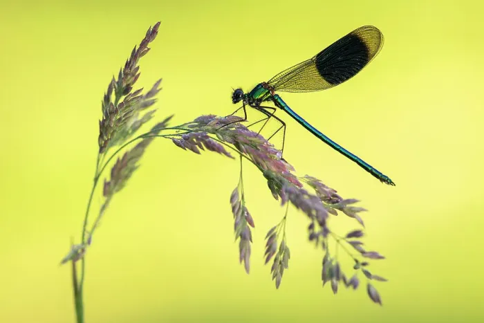 Framed Print : Banded demoiselle (Calopteryx splendens) male, resting on grass head, Lower Tamar Lakes, Cornwall, UK. June Framed Print : Banded demoiselle (Calopteryx splendens) male, resting on grass head, Lower Tamar Lakes, Cornwall, UK. June