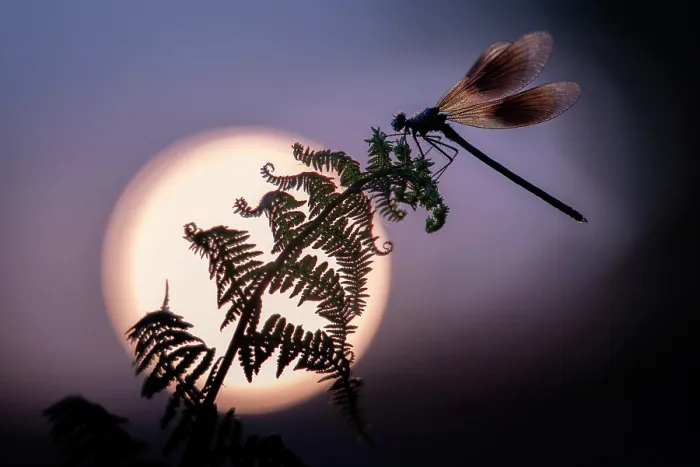 Framed Print : Banded demoiselle (Calopteryx splendens) male, resting on a fern frond silhouetted by the rising sun, Lower Tamar Lakes, Cornwall, England, UK. May Framed Print : Banded demoiselle (Calopteryx splendens) male, resting on a fern frond silhouetted by the rising sun, Lower Tamar Lakes, Cornwall, England, UK. May