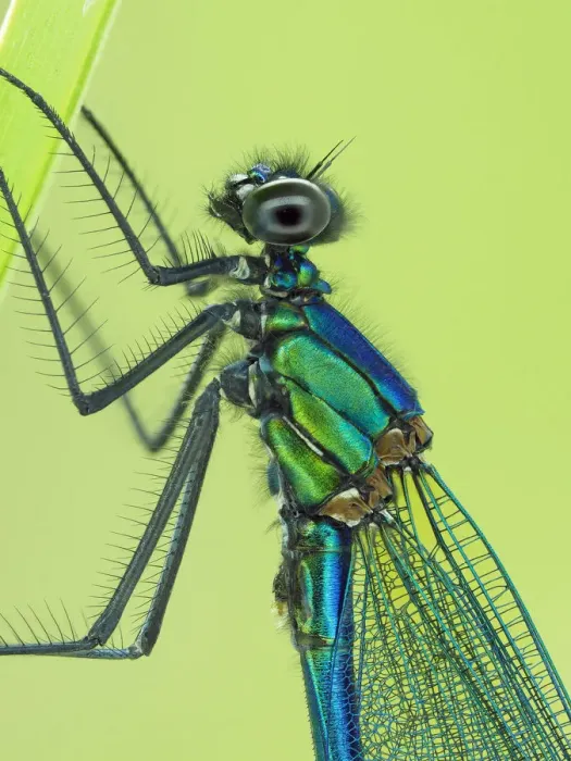Framed Print : Banded demoiselle (Calopteryx splendens) male close up detail of head and thorax Framed Print : Banded demoiselle (Calopteryx splendens) male close up detail of head and thorax