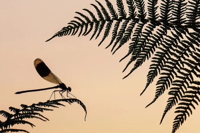 Framed Print : Banded demoiselle (Calopteryx splendens) male silhouetted on a fern, Lower Tamar Lakes, Cornwall, UK. July Framed Print : Banded demoiselle (Calopteryx splendens) male silhouetted on a fern, Lower Tamar Lakes, Cornwall, UK. July