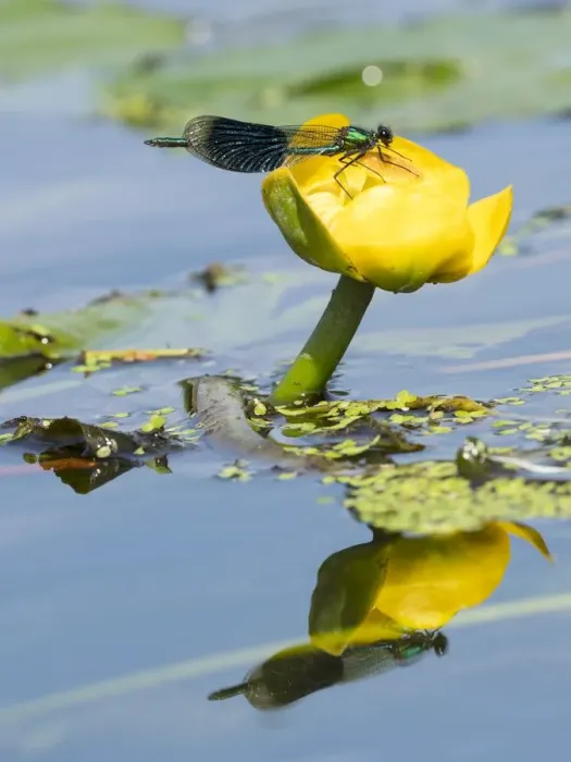 Framed Print : Banded demoiselle (Calopteryx splendens) male on yellow lotus ( Nuphar lutea) Norfolk Framed Print : Banded demoiselle (Calopteryx splendens) male on yellow lotus ( Nuphar lutea) Norfolk