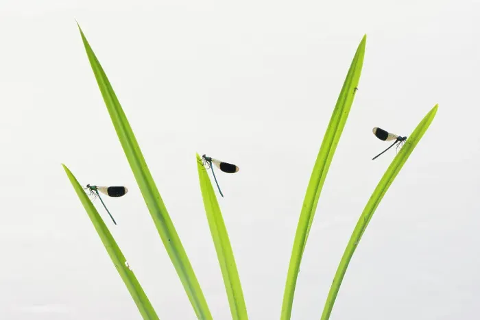 Framed Print : Banded demoiselle (Calopteryx splendens) males resting on grass, Netherlands, August Framed Print : Banded demoiselle (Calopteryx splendens) males resting on grass, Netherlands, August