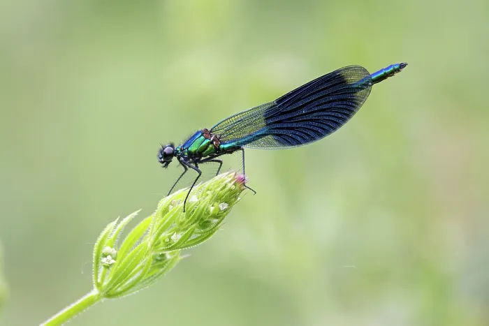 Framed Print : Banded demoiselle (Calopteryx splendens) resting on flowerhead, Norwich, Norfolk, England, UK. June Framed Print : Banded demoiselle (Calopteryx splendens) resting on flowerhead, Norwich, Norfolk, England, UK. June