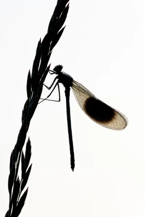 Framed Print : Banded demoiselle {Calopteryx splendens} silhouette of male on grass flower, Lower Tamar Lakes