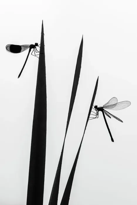 Framed Print : Banded demoiselle dragonfly (Calopteryx splendens) male and female silhouetted, resting on reeds. Lower Tamar Lakes, Cornwall, England, UK. June. International Garden Photographer of the Year 2021 competition category runner up - Wildlife in Framed Print : Banded demoiselle dragonfly (Calopteryx splendens) male and female silhouetted, resting on reeds. Lower Tamar Lakes, Cornwall, England, UK. June. International Garden Photographer of the Year 2021 competition category runner up - Wildlife in
