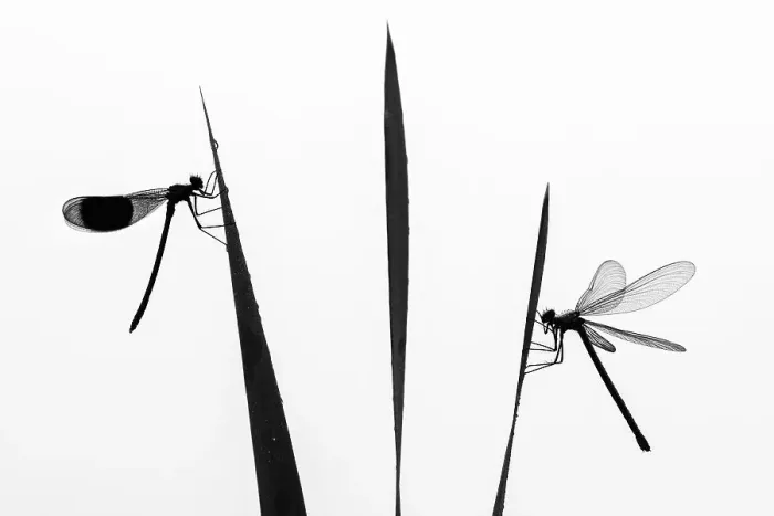 Framed Print : Banded demoiselle dragonfly (Calopteryx splendens) male and female silhouetted, resting on reeds. Lower Tamar Lakes, Cornwall, England, UK. June