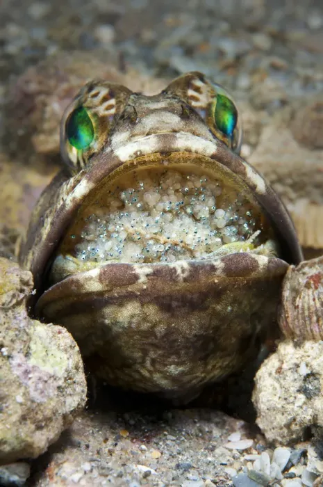 Framed Print : Banded jawfish (Opistognathus macrognathus) male incubating eggs in mouth, which Framed Print : Banded jawfish (Opistognathus macrognathus) male incubating eggs in mouth, which