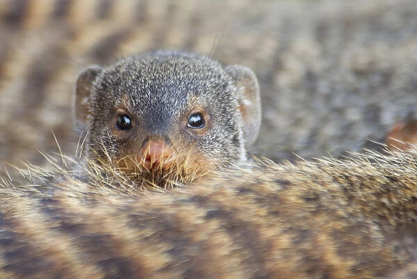 Banded mongoose (Mungos mungo) looking over the back of another, Queen Elizabeth National Park