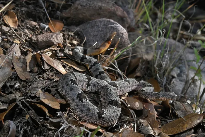 Framed Print : Banded rock rattlesnake (Crotalus lepidus klauberi) camouflaged among leaf litter, Chiricahua mountains, Arizona, USA. September