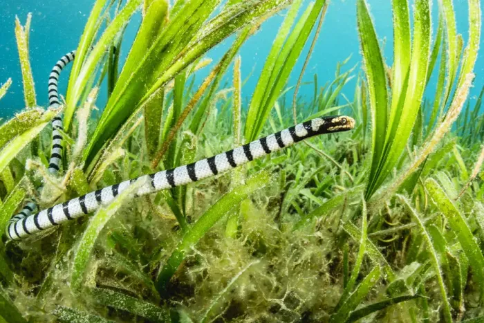 Framed Print : Banded sea krait (Laticauda colubrina) hunting in seagrass bed Framed Print : Banded sea krait (Laticauda colubrina) hunting in seagrass bed