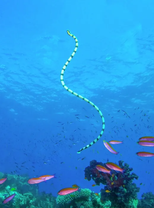 Framed Print : Banded sea krait (Laticauda colubrina) swimming over coral reef with Randall's anthias (Pseudanthias randalli) Framed Print : Banded sea krait (Laticauda colubrina) swimming over coral reef with Randall's anthias (Pseudanthias randalli)
