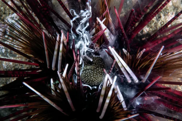 Framed Print : Banded sea urchin (Echinothrix calamaris) male, engaged in broadcast spawning, Kagoshima Prefecture, Japan, Pacific Ocean Framed Print : Banded sea urchin (Echinothrix calamaris) male, engaged in broadcast spawning, Kagoshima Prefecture, Japan, Pacific Ocean