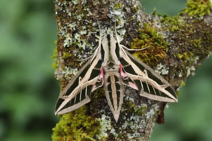 Framed Print : Banded sphinx moth (Eumorpha fasciatus) on tree trunk, Bellaview, Florida, USA, May Framed Print : Banded sphinx moth (Eumorpha fasciatus) on tree trunk, Bellaview, Florida, USA, May