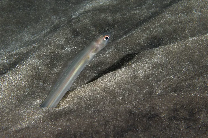 Framed Print : Bandtooth conger (Ariosoma balearicum) poking its head out of the sandy seabed at night, Tenerife, Canary Islands, Atlantic Ocean Framed Print : Bandtooth conger (Ariosoma balearicum) poking its head out of the sandy seabed at night, Tenerife, Canary Islands, Atlantic Ocean