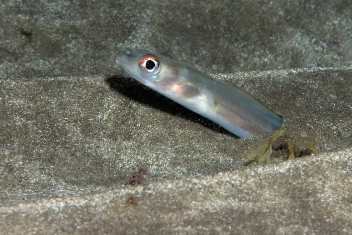Framed Print : Bandtooth conger (Ariosoma balearicum) poking its head out of the sandy seabed at night, Tenerife, Canary Islands, Atlantic Ocean Framed Print : Bandtooth conger (Ariosoma balearicum) poking its head out of the sandy seabed at night, Tenerife, Canary Islands, Atlantic Ocean