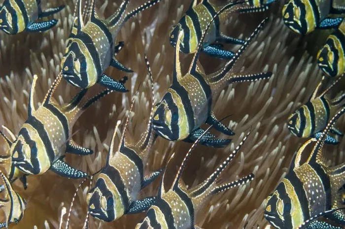 Framed Print : Banggai cardinalfish (Pterapogon kauderni). Lembeh Strait, North Sulawesi, Indonesia Framed Print : Banggai cardinalfish (Pterapogon kauderni). Lembeh Strait, North Sulawesi, Indonesia