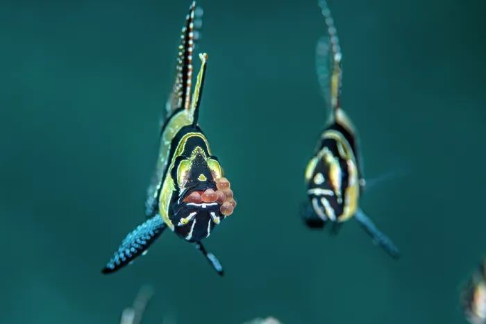 Framed Print : Banggai cardinalfish (Pterapogon kauderni) male, with freshly deposited eggs brooding in its mouth, with another Cardinal fish waiting to feed on any eggs that fall out, Bitung Framed Print : Banggai cardinalfish (Pterapogon kauderni) male, with freshly deposited eggs brooding in its mouth, with another Cardinal fish waiting to feed on any eggs that fall out, Bitung