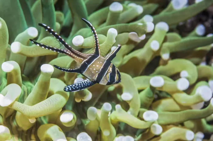 Framed Print : Banggai cardinalfish (Pterapogon kauderni) with a Mushroom coral in background. Lembeh Strait Framed Print : Banggai cardinalfish (Pterapogon kauderni) with a Mushroom coral in background. Lembeh Strait