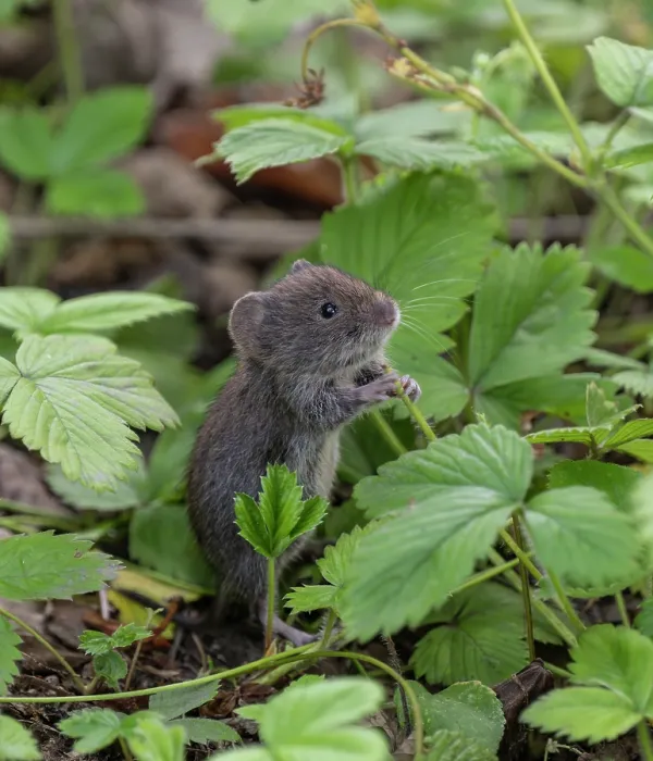 Framed Print : Bank vole (Clethrionomys glareolus) standing on hind legs, feeding on Strawberry (Fragaria sp.) leaves, Finland. July