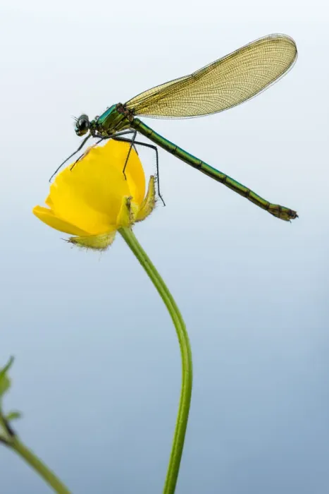 Framed Print : Bannded demoiselle (Calopteryx splendens), resting on buttercup, Lower Tamar Lakes Framed Print : Bannded demoiselle (Calopteryx splendens), resting on buttercup, Lower Tamar Lakes
