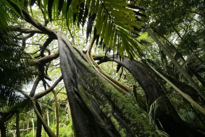 Framed Print : Banyan tree (Ficus macrophylla) Valley of the Shadows, Lord Howe island, Lord Howe Framed Print : Banyan tree (Ficus macrophylla) Valley of the Shadows, Lord Howe island, Lord Howe