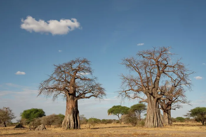 Framed Print : Baobab trees (Adansonia kilima), Tarangire National Park, Tanzania Framed Print : Baobab trees (Adansonia kilima), Tarangire National Park, Tanzania