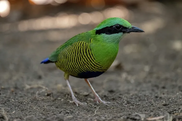 Framed Print : Bar-bellied pitta (Hydrornis elliotii) portrait, Cat Tien National Park, Vietnam Framed Print : Bar-bellied pitta (Hydrornis elliotii) portrait, Cat Tien National Park, Vietnam