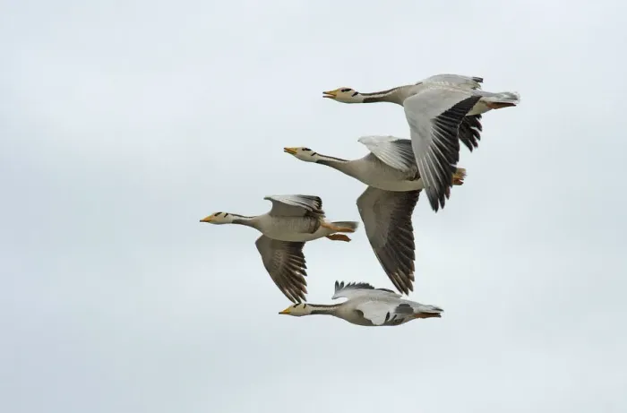 Framed Print : Bar headed geese (Anser indicus), four in flight, one calling. Coming in to land at breeding site Framed Print : Bar headed geese (Anser indicus), four in flight, one calling. Coming in to land at breeding site