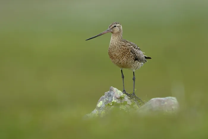 Framed Print : Bar-tailed godwit (Limosa lapponica) female, perched on a rock, Varanger, Norway. July Framed Print : Bar-tailed godwit (Limosa lapponica) female, perched on a rock, Varanger, Norway. July