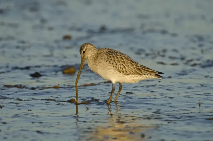 Framed Print : Bar-tailed Godwit (Limosa lapponica) foraging for tidal-flat worm. Norfolk, January Framed Print : Bar-tailed Godwit (Limosa lapponica) foraging for tidal-flat worm. Norfolk, January