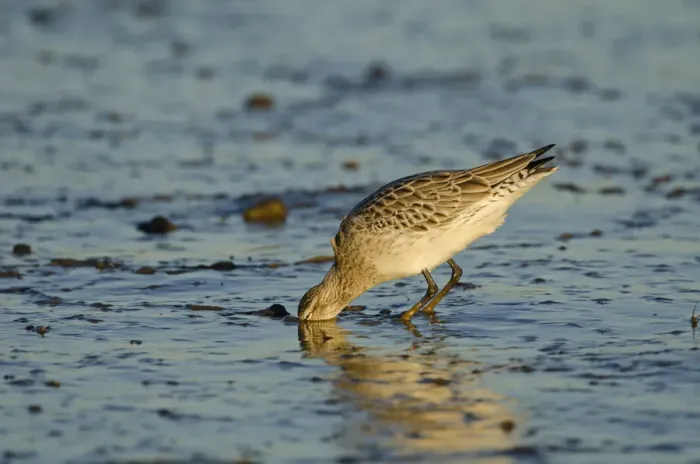 Framed Print : Bar-tailed Godwit (Limosa lapponica) foraging for tidal-flat worm. Norfolk, January Framed Print : Bar-tailed Godwit (Limosa lapponica) foraging for tidal-flat worm. Norfolk, January