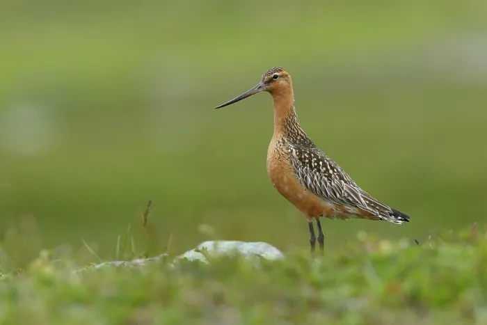 Framed Print : Bar-tailed godwit (Limosa lapponica) male, portrait, Varanger, Norway. July Framed Print : Bar-tailed godwit (Limosa lapponica) male, portrait, Varanger, Norway. July