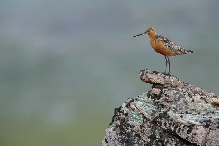 Framed Print : Bar-tailed godwit (Limosa lapponica) male, perched on a rock, Varanger, Norway. July Framed Print : Bar-tailed godwit (Limosa lapponica) male, perched on a rock, Varanger, Norway. July
