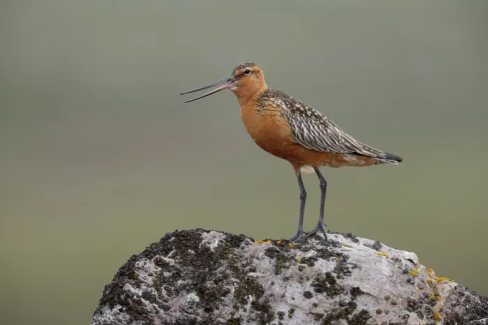 Framed Print : Bar-tailed godwit (Limosa lapponica) male, perched on a rock calling, Varanger, Norway. July Framed Print : Bar-tailed godwit (Limosa lapponica) male, perched on a rock calling, Varanger, Norway. July