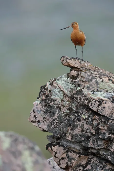 Framed Print : Bar-tailed godwit (Limosa lapponica) male, perched on a rock, Varanger, Norway. July Framed Print : Bar-tailed godwit (Limosa lapponica) male, perched on a rock, Varanger, Norway. July