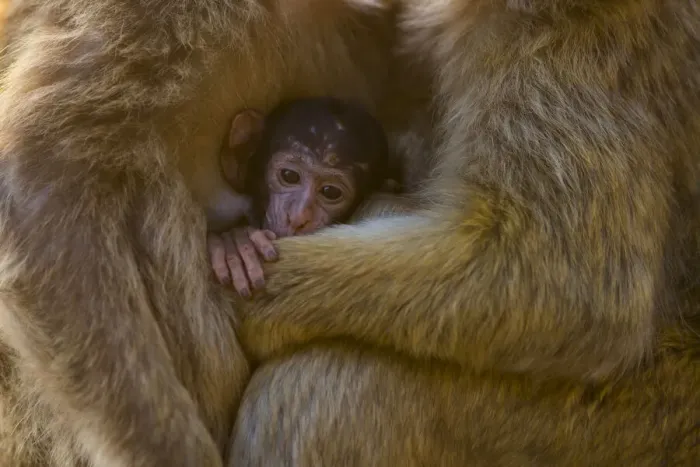 Framed Print : Barbary macaque (Macaca sylvanus) baby sheltering between arms of mother