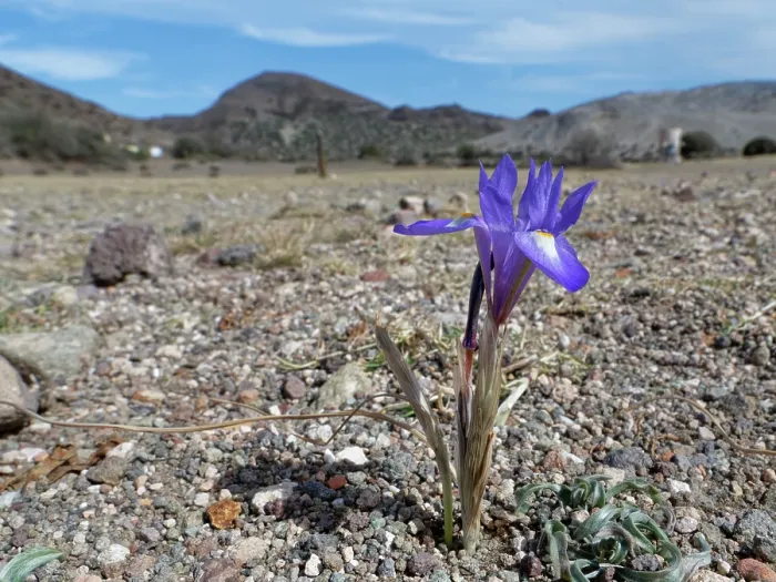 Framed Print : Barbary nut iris (Moraea sisyrinchium) flowering on arid coastal ground behind a beach, Cabo de Gata-Nijar Natural Park, Almeria, Spain. March Framed Print : Barbary nut iris (Moraea sisyrinchium) flowering on arid coastal ground behind a beach, Cabo de Gata-Nijar Natural Park, Almeria, Spain. March