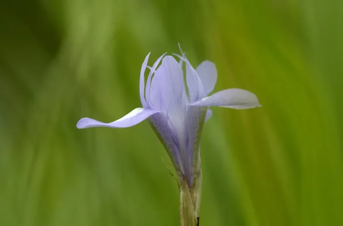 Framed Print : Barbary nut (Moraea sisyrinchium) flower, Hisarky, Northern Cyprus, April 2009