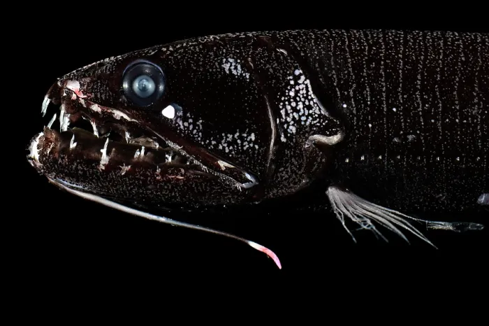 Framed Print : Barbeled dragonfish (Astronesthes caulophorus) portrait, showing bioluminescent barbel under its lower jaw and a luminous organ beneath the eye Framed Print : Barbeled dragonfish (Astronesthes caulophorus) portrait, showing bioluminescent barbel under its lower jaw and a luminous organ beneath the eye