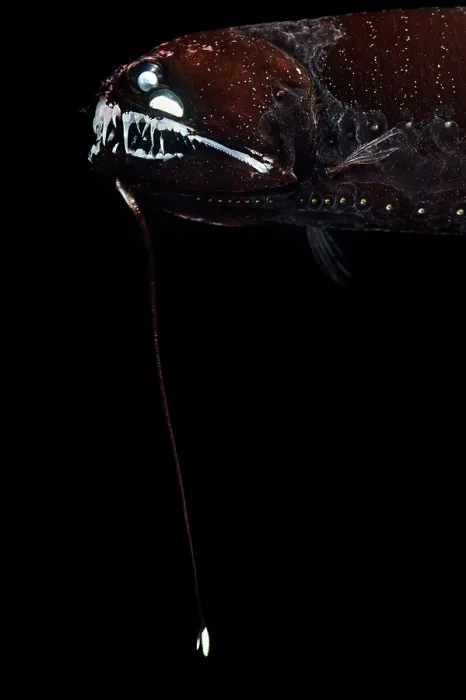 Framed Print : Barbeled dragonfish (Melanostomias tentaculatus) head portrait, showing barbel and bioluminescence. Inhabiting depths of 30-950m Framed Print : Barbeled dragonfish (Melanostomias tentaculatus) head portrait, showing barbel and bioluminescence. Inhabiting depths of 30-950m